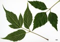 SpeciesSub: subsp. mexicanum SpeciesSub: subsp. mexicanum